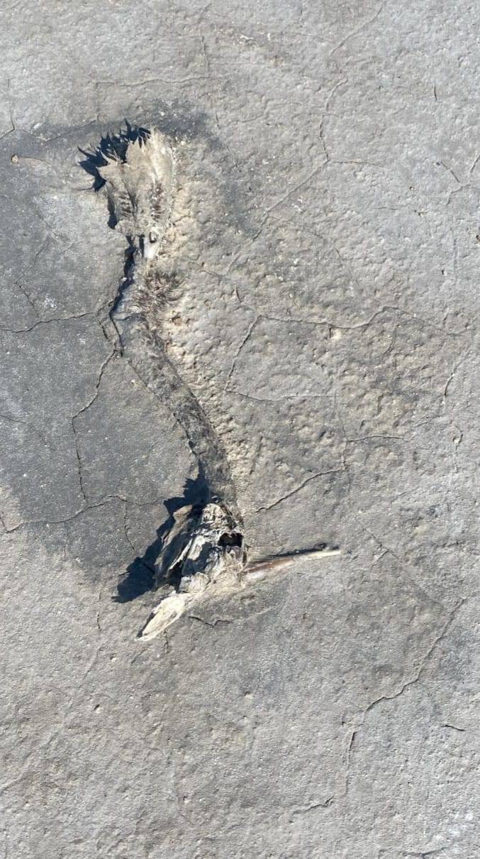 Konya’nın flamingo cennetinden acı haber 4